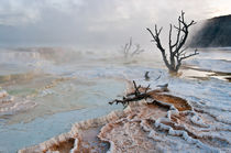 Mammoth Hot Spring Sunrise von Steven Ross