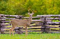 Wilson's Creek Battlefield Buck von Steven Ross