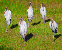 Planet Of The Woodstorks by John Bailey