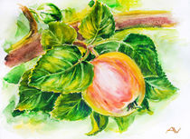 Ripe red apples on branch. Watercolor. by valenty