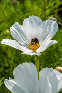 Blüze mit Hummel von Erhard Hess