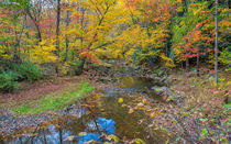 Many Colored Forest by John Bailey