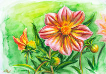 Dahlia flower, watercolor painting by valenty