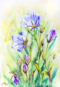 Watercolor painting of the bell flowers by valenty