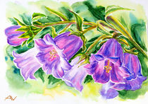 Watercolor painting of the bell flowers by valenty