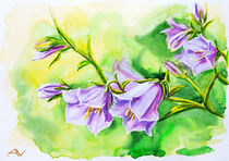 Watercolor painting of the bell flowers by valenty