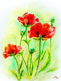 Poppies on green, watercolor by valenty