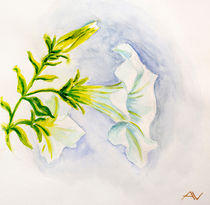 White petunia flowers. Watercolor by valenty