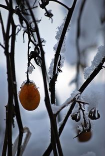 Tomate im Winterkleid... by loewenherz-artwork