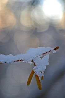 Schneemütze... von loewenherz-artwork