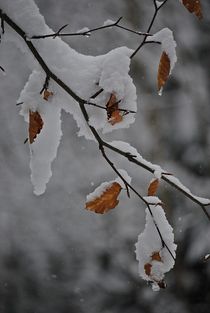 Mütze voll Schnee... von loewenherz-artwork