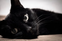 Black cat lying on the floor von Gema Ibarra