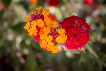 Lantana camara. Red and yellow flower von Gema Ibarra