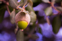 Green acorn by Gema Ibarra