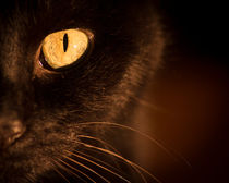 Portrait black cat von Gema Ibarra