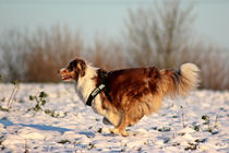 Australian Shepherd auf Schnee by toeffelshop