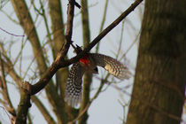 Männlicher Buntspecht im Flug by toeffelshop