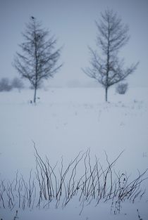 Winterkälte... von loewenherz-artwork