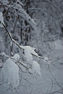 Stille im Winterwald... by loewenherz-artwork