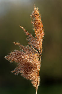 Common Reed Seed Head von Rod Johnson