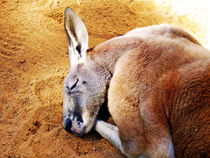 Sleepy Roo von Glen Mackenzie