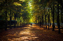 Through the Fall by Glen Mackenzie