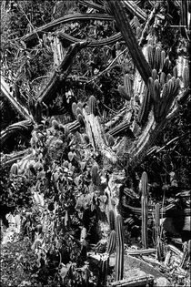 Cacti on St. John von Michael Whitaker