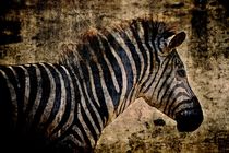 Stripes on 4 legs by leddermann