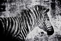 Zebra schwarz-weiss by leddermann