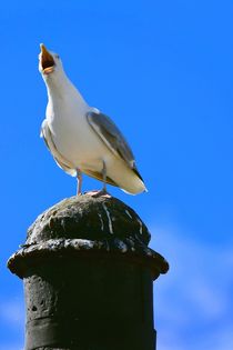 Der (Möwen-)Schrei von gscheffbuch