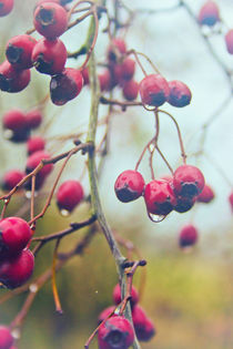 Wet red berries by Vicki Field