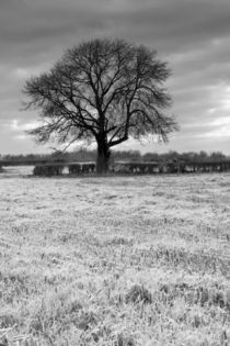 Oak Tree Silhouette by David Tinsley