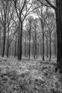 Winter Beech Woodland by David Tinsley