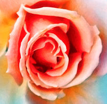Rose by Glen Mackenzie