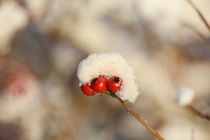 Früchte des Winters von Eckart  Mayer