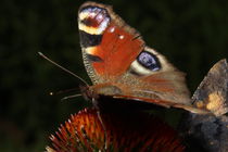 Schmetterling auf einer Blüte by ollipic