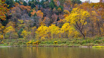 Three Yellow Trees von John Bailey