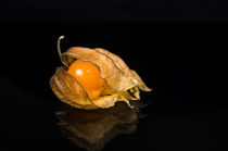 Physalis 7 by Erhard Hess