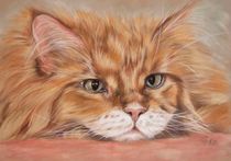 Maine Coon Kater by Christina Frenken