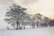 Bäume im Winter by Bruno Schmidiger