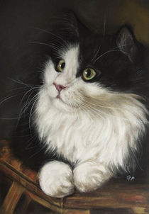 Langhaarkatze (Longhaired Cat) von Christina Frenken