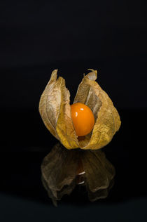 Physalis 8 by Erhard Hess