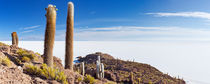 Cacti on Salar de Uyuni by Sara Winter