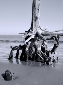 Stump in The Sand by O.L.Sanders Photography