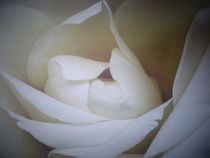 Rose im Schatten  by artofirenes
