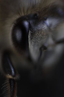 Honey Bee - Closeup von Steven Le Roux