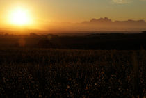 Yellow Sunrise von Steven Le Roux