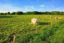 Niedersächsische Landschaft in der Abendsonne by gscheffbuch