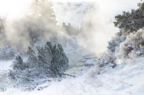 Winter am Yellowstone River von Marianne Drews