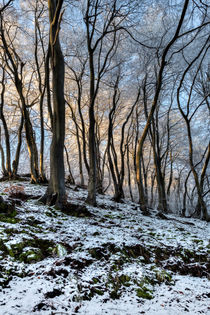 Twisted Beech - II by David Tinsley